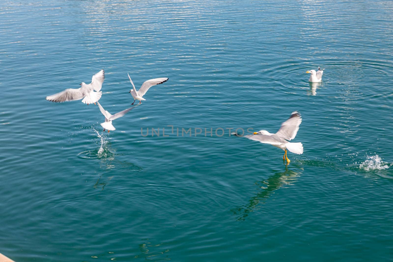 White gulls fly, search and hunt for fish in seawater by Milanchikov