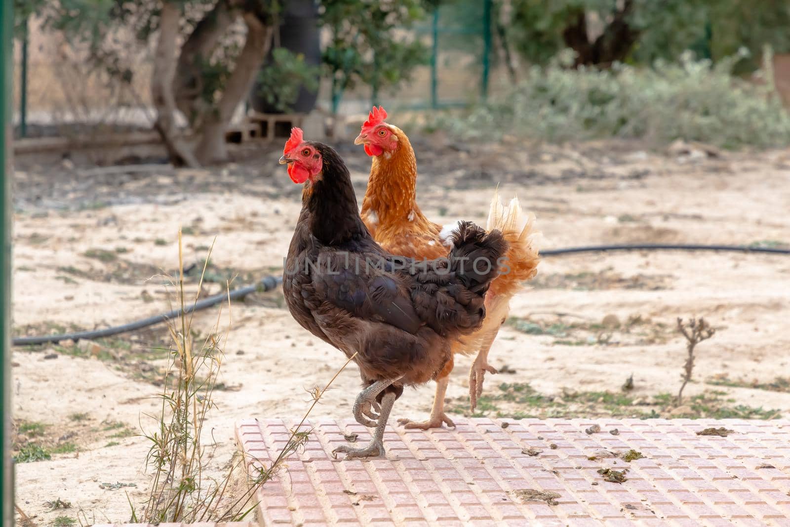 Black cock walks around the chicken coop surrounded by other chickens by Milanchikov