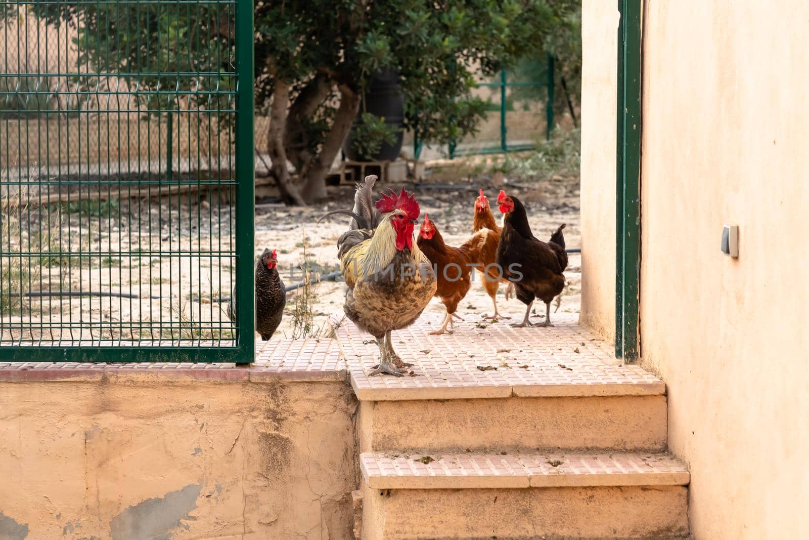 Black cock walks around the chicken coop surrounded by other chickens by Milanchikov