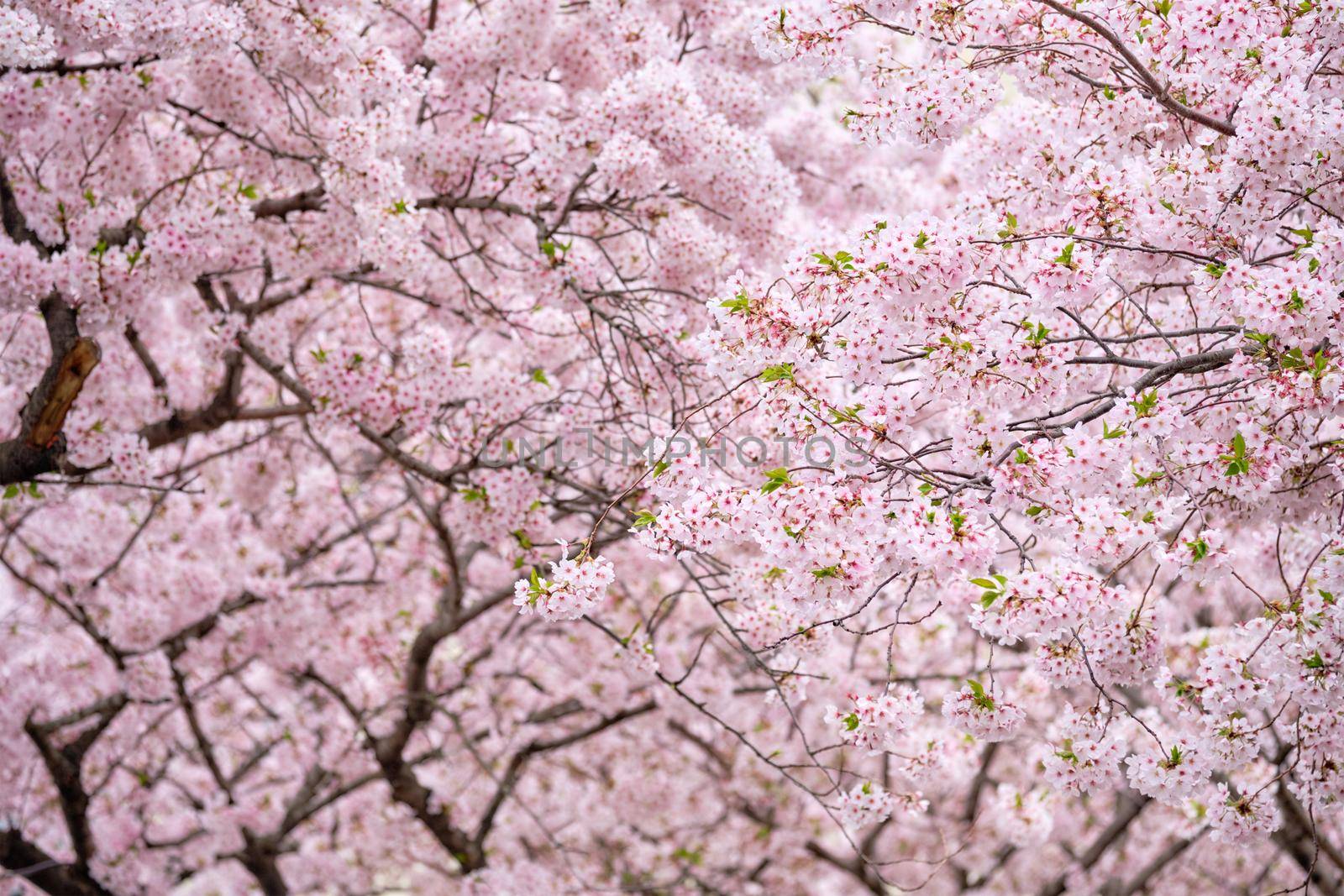 Blooming sakura cherry blossom background in spring, South Korea