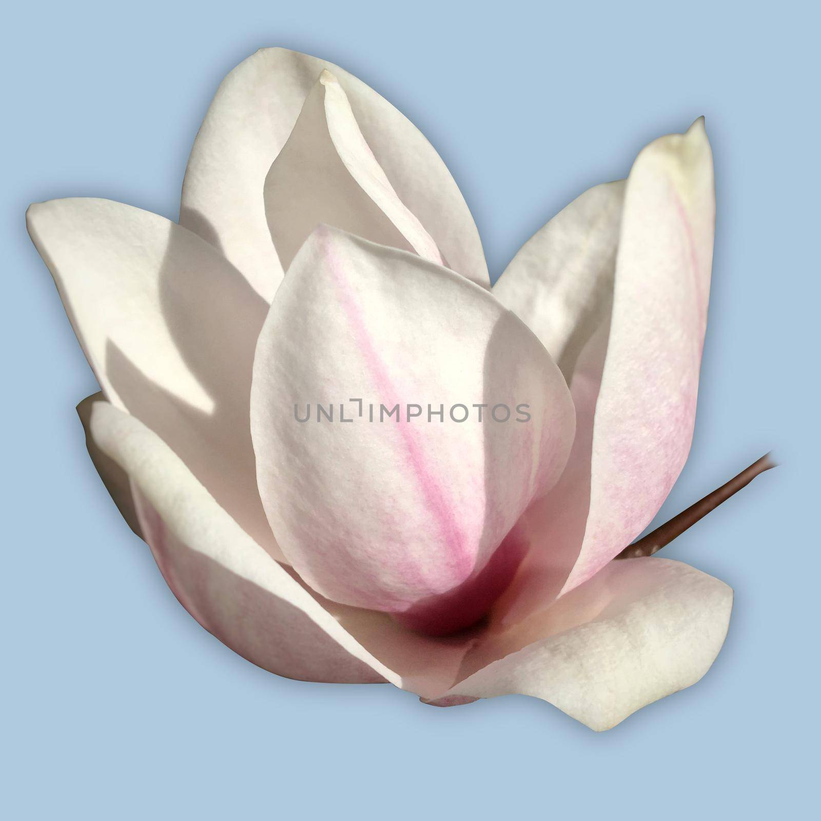 One single soft pink flower of a magnolia tree in bloom. The picture is cut out on a light blue background.