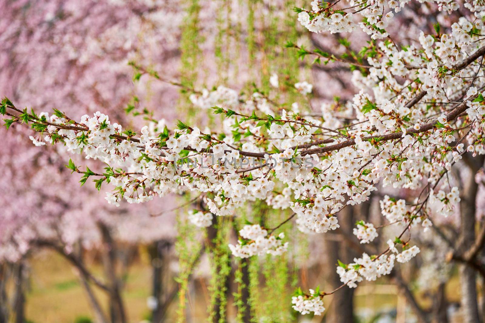 Blooming sakura cherry blossom close up background in spring, South Korea