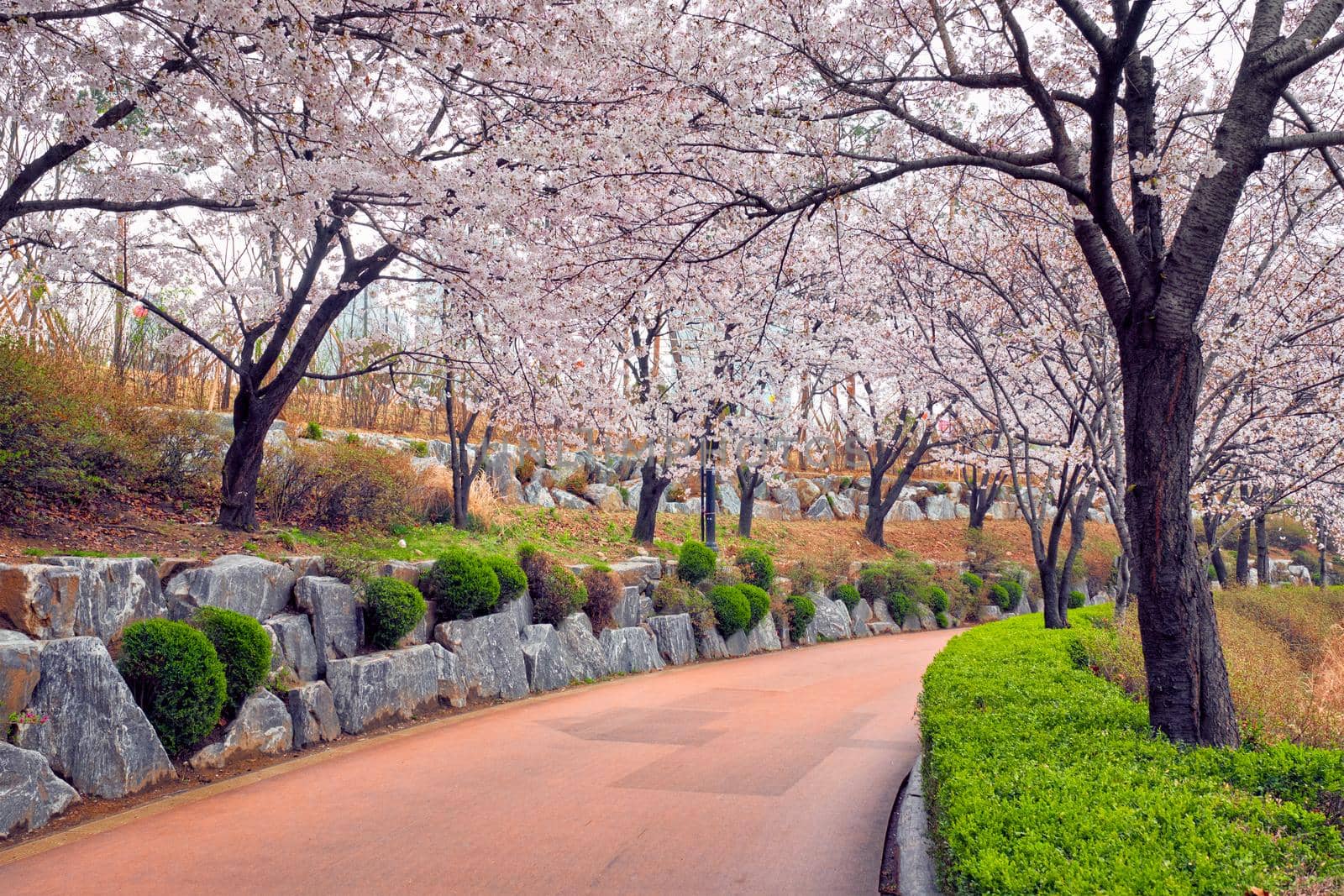 Blooming sakura cherry blossom alley in park in spring, Seokchon lake park, Seoul, South Korea