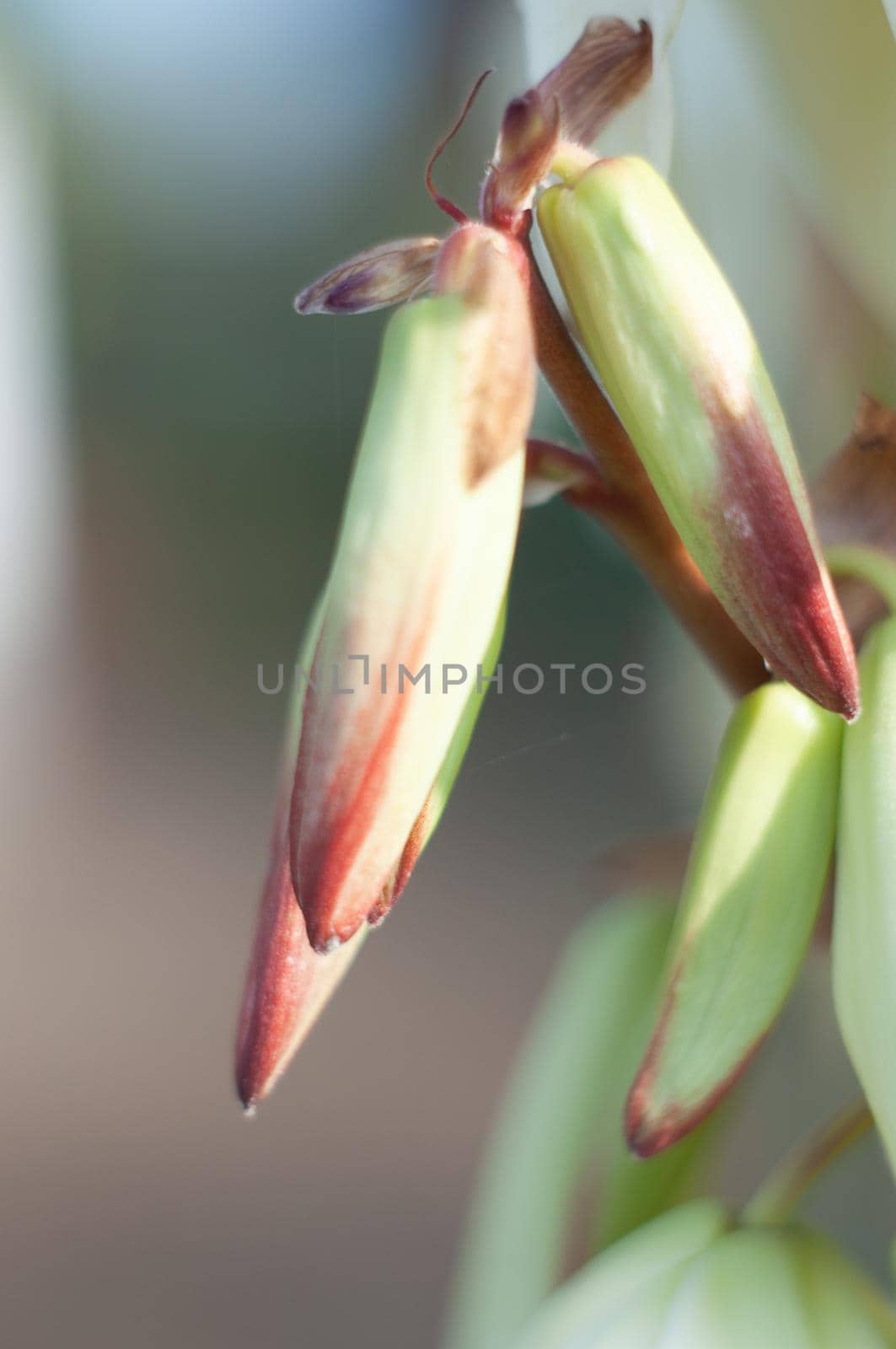 large creamy flowers on the inflorescence of garden yucca, tenderness and beauty in nature, neutral, floral background. High quality photo