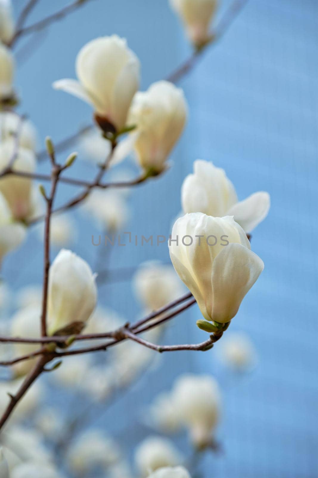 Blooming flower blossoms flowers in Yeouido Park public park in Seoul, Korea