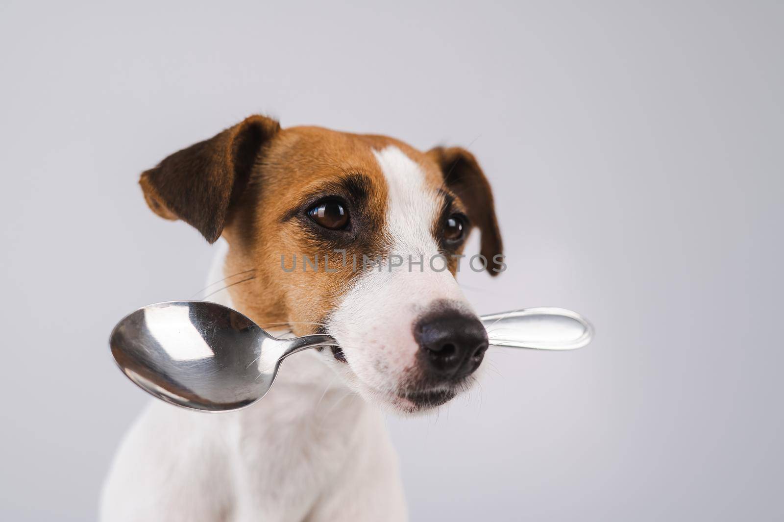 Close-up portrait of a dog Jack Russell Terrier holding a spoon in his mouth on a white background. by mrwed54