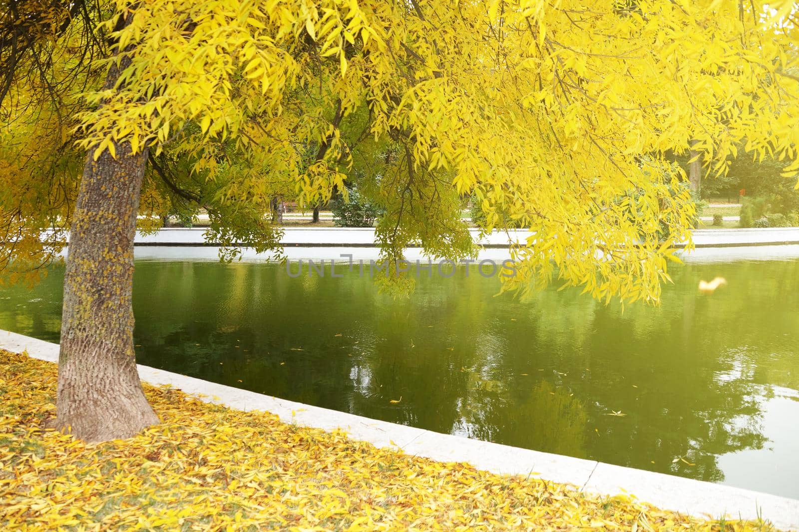 pond in the autumn park with yellow foliage in the sun by Annado