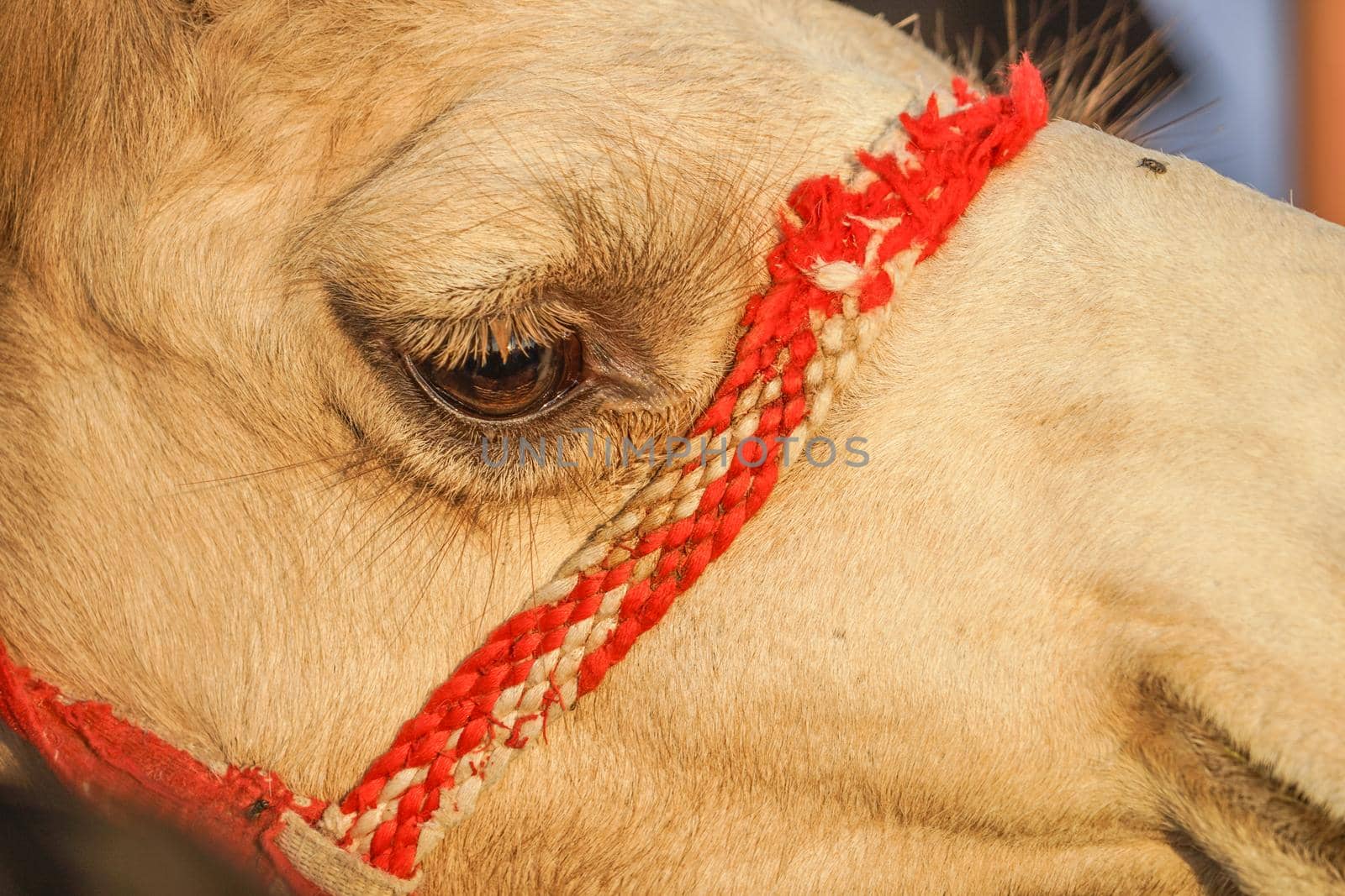 Arabian Desert Camel (United Arab Emirates). Shooting Location: Dubai