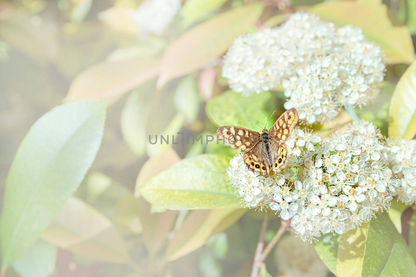 The macro photo of a butterfly sitting on a green branch by Estival