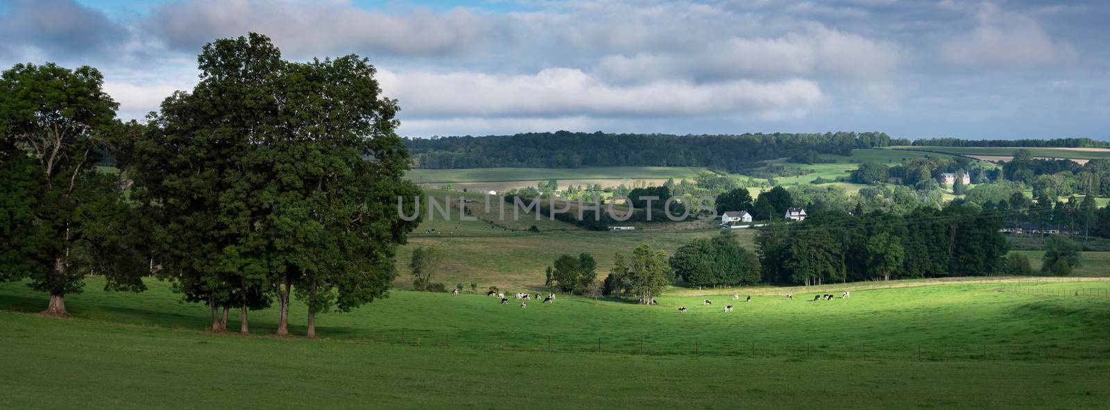 green grassy meadows with black and white cows and trees in french ardennes near charleville in north of france