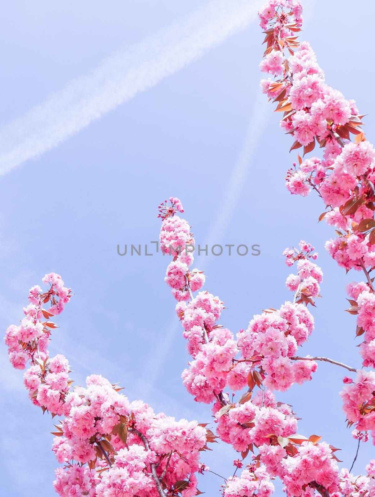 Beautiful sakura or cherry trees with pink flowers in spring against blue sky