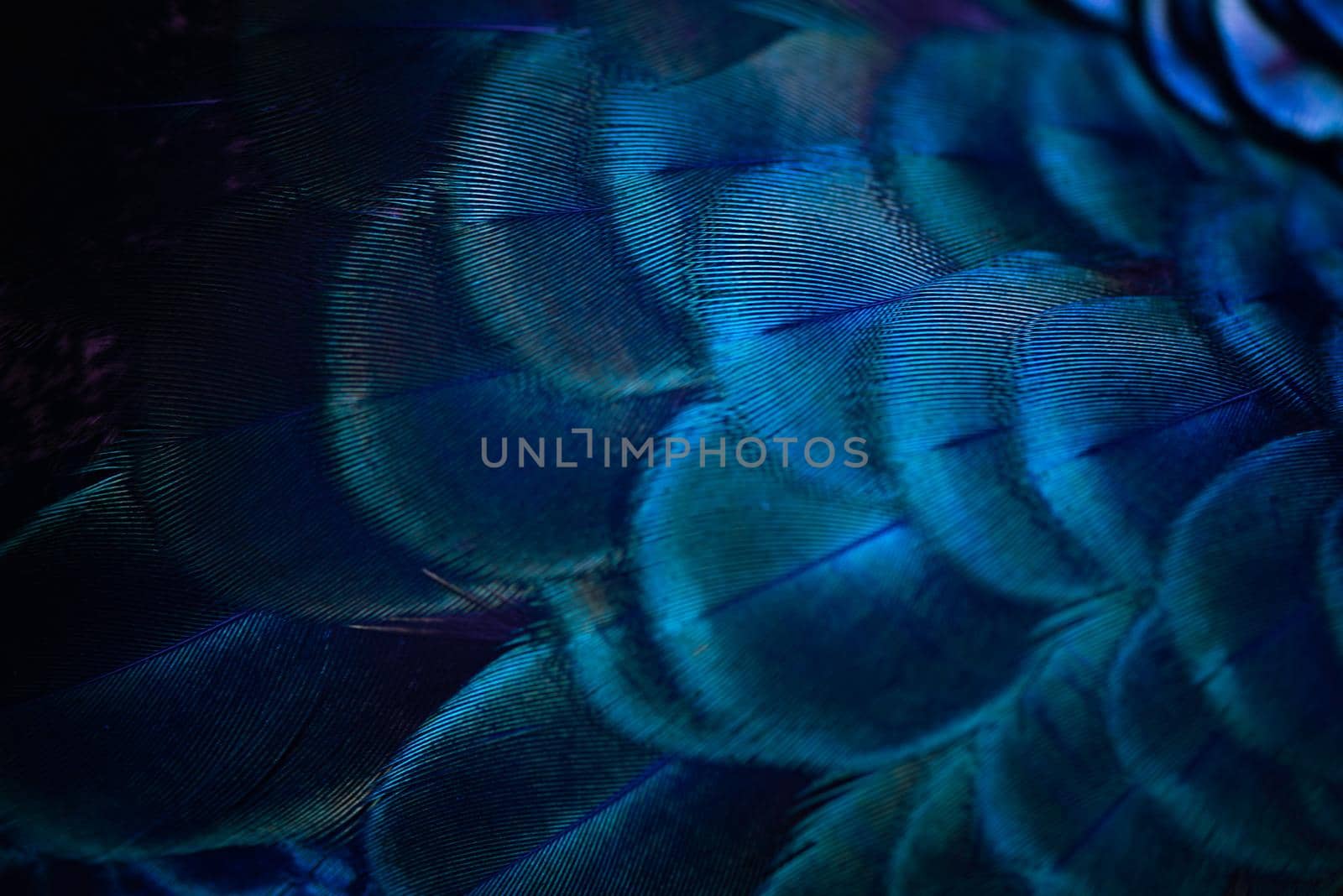 Close up of the  peacock feathers .Macro blue feather, Feather, Bird, Animal. Macro photograph.