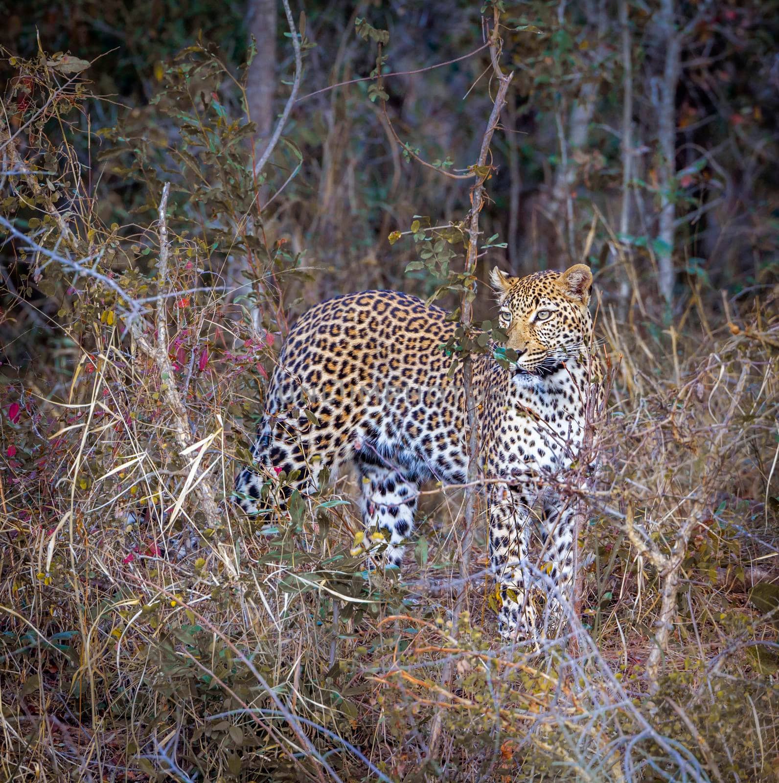 Leopard in Kruger National park, South Africa by PACOCOMO