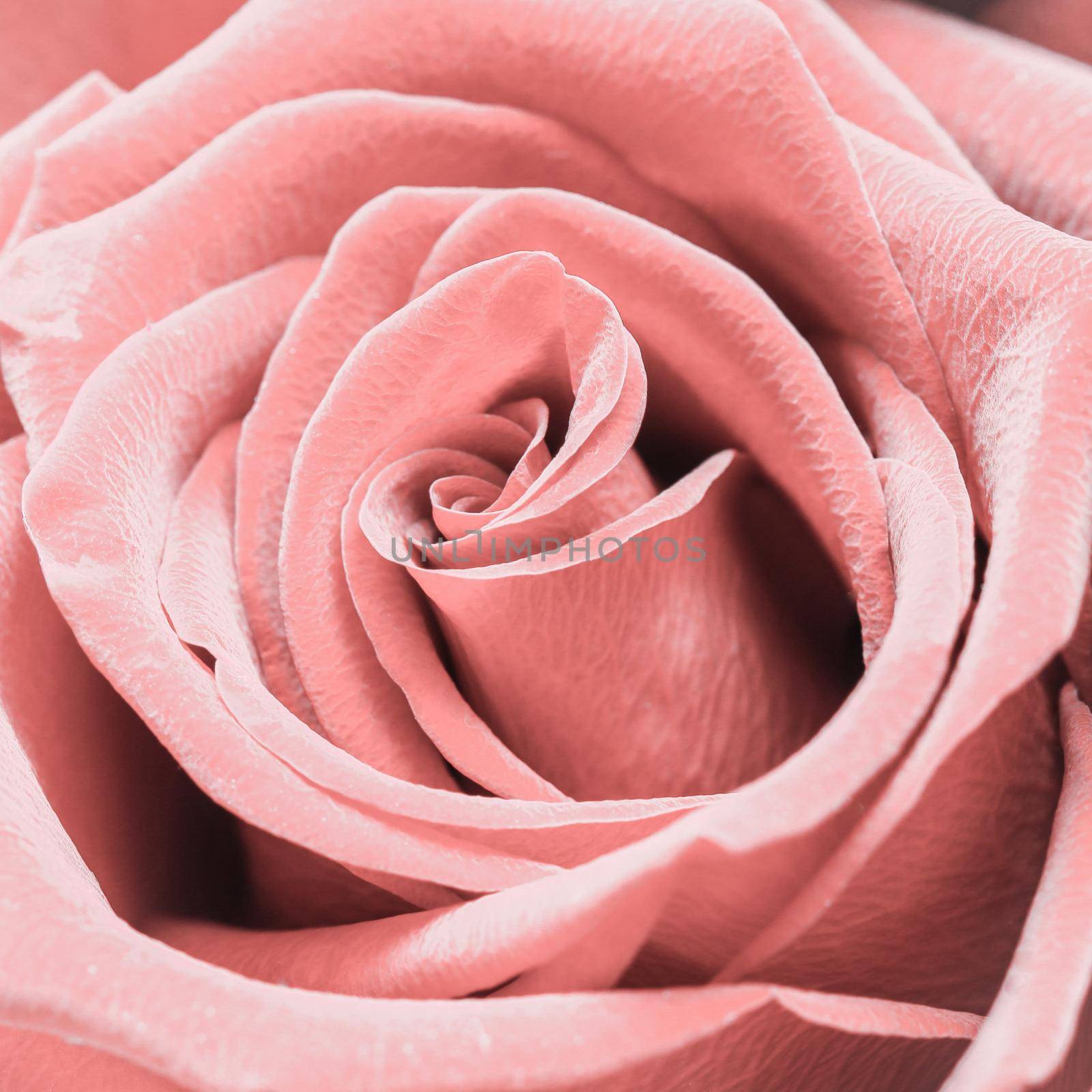 Beautiful pink rose. Perfect background for a greeting card by Olayola