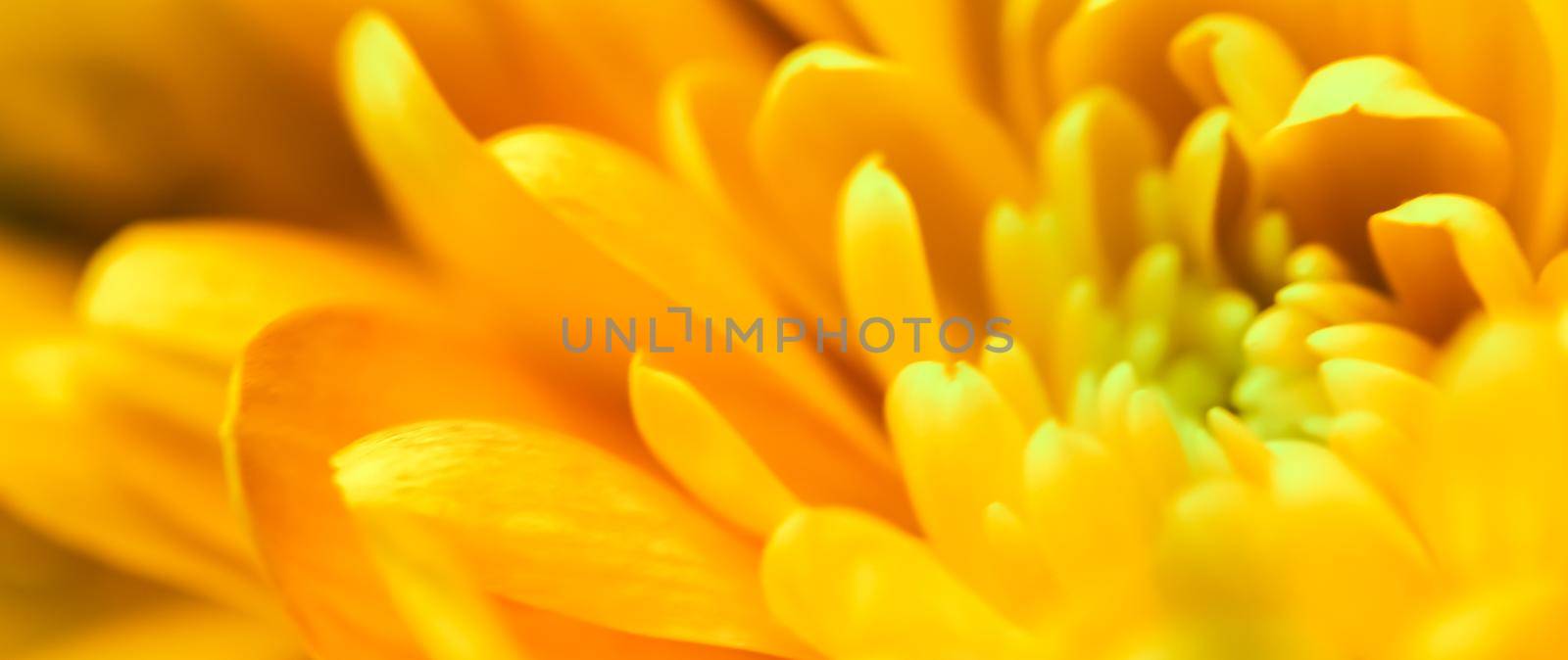 Abstract floral background, yellow chrysanthemum flower. Macro flowers backdrop for holiday brand design by Olayola