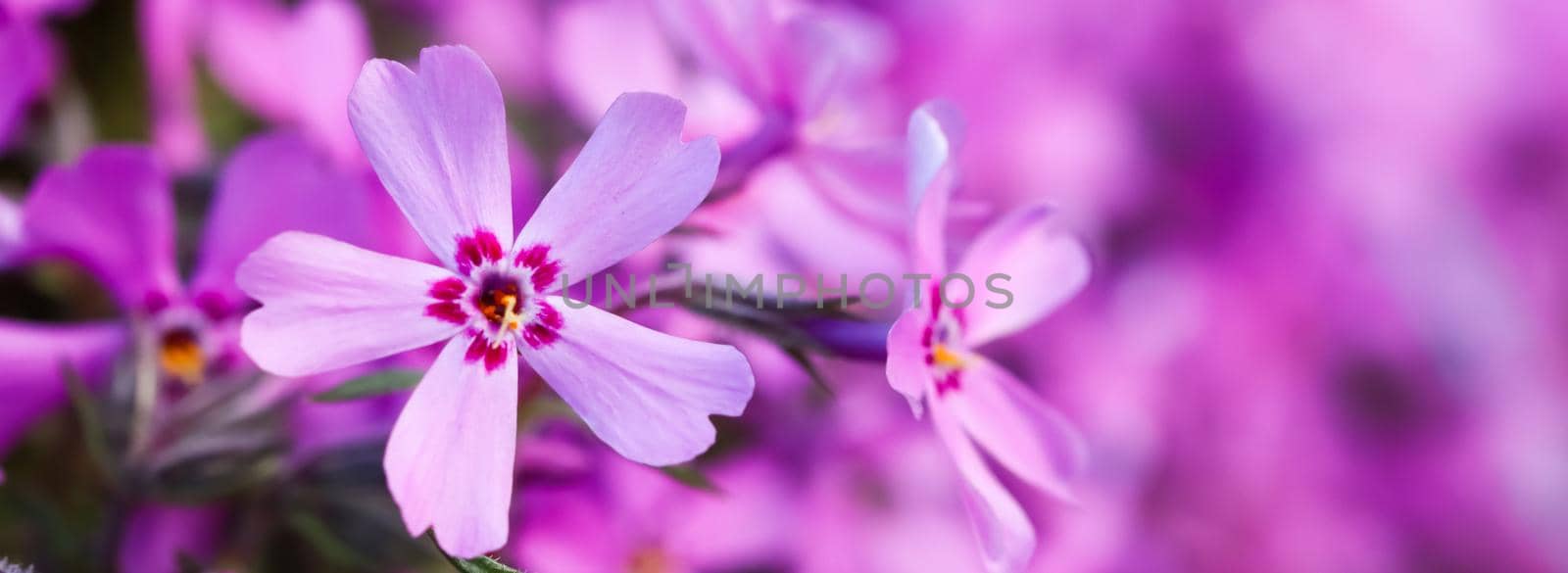 Pink flowers of Creeping Phlox in spring. Floral background by Olayola