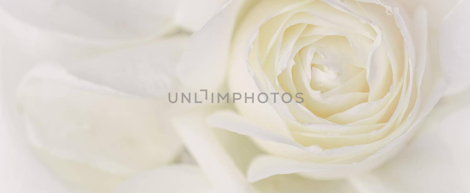 Soft focus, abstract floral background, white rose flower. Macro flowers backdrop for holiday brand design by Olayola