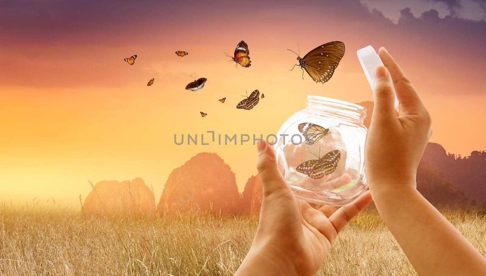 The girl frees the butterfly from the jar, golden blue moment Concept of freedom