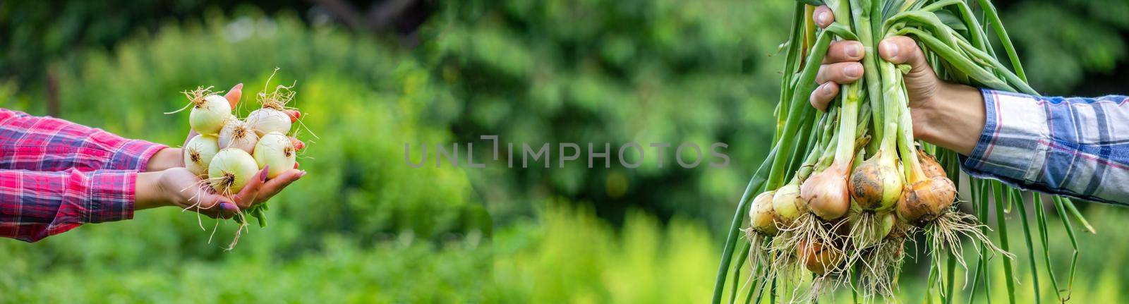 a bunch of fresh onions in the hands of a farmer. Nature. Selective focus