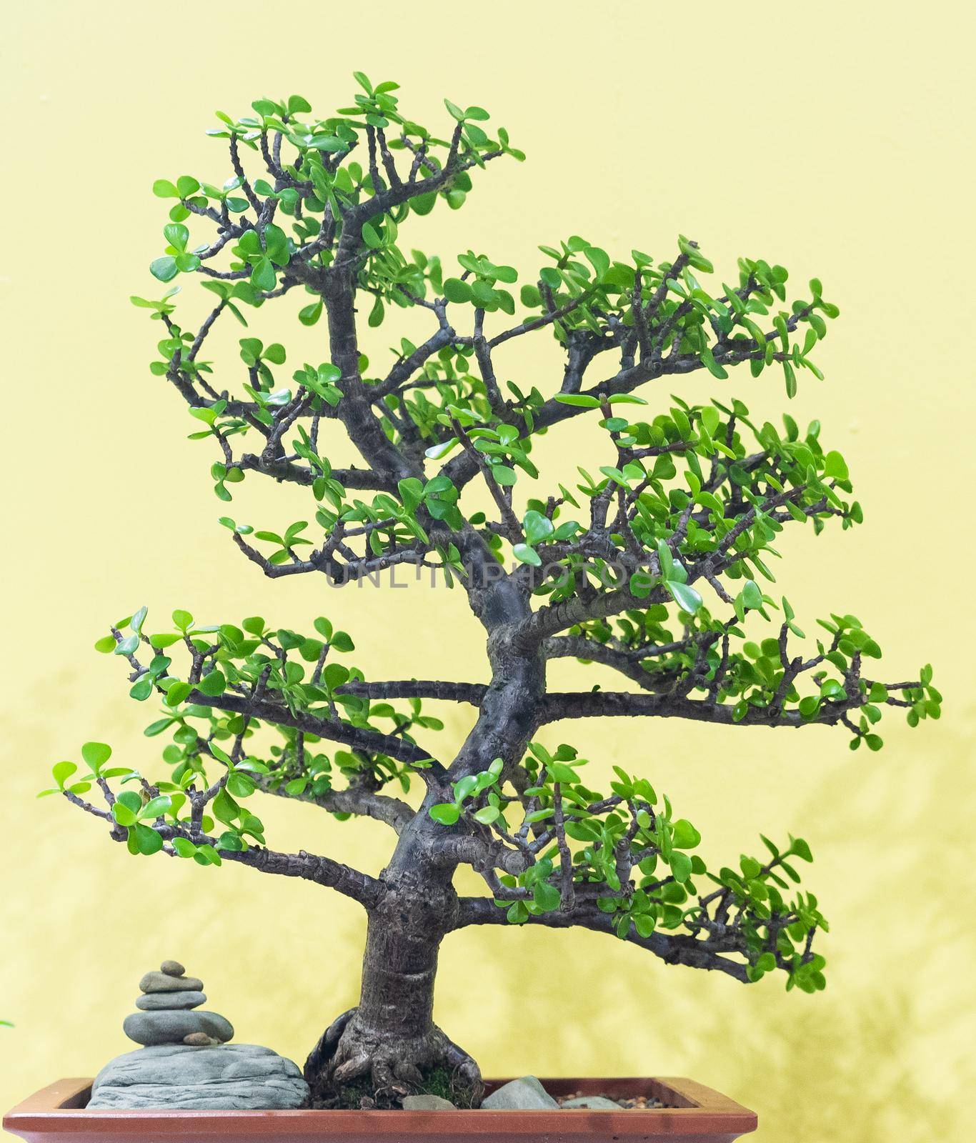 Chinese sweet plum called bonsai by Yagyaparajuli