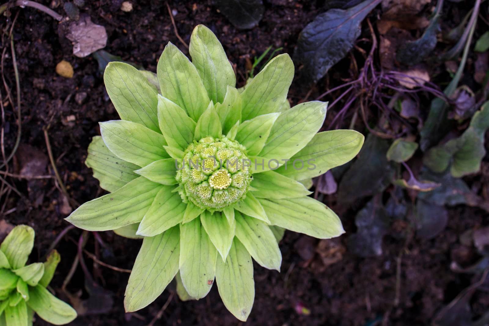 Petasites japonicus, also known as butterbur, giant butterbur, great butterbur and sweet-coltsfoot in early spring by elenarostunova