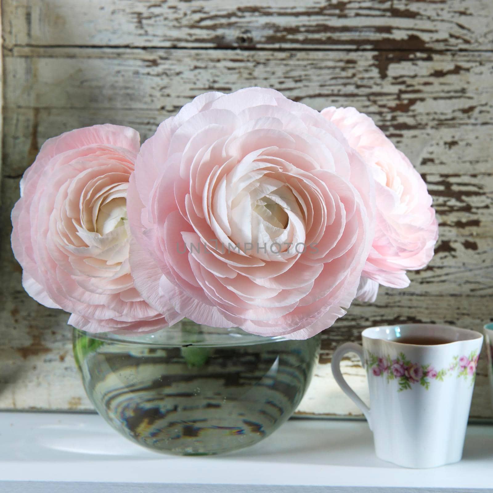 Three pale pink ranunculus in a transparent round vase on the white windowsill. Copy space. Place for text
