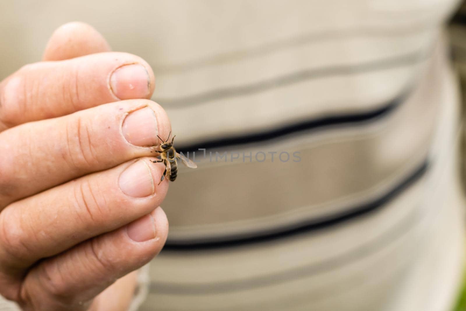 an elderly man holding a bee, control situation in bee colony