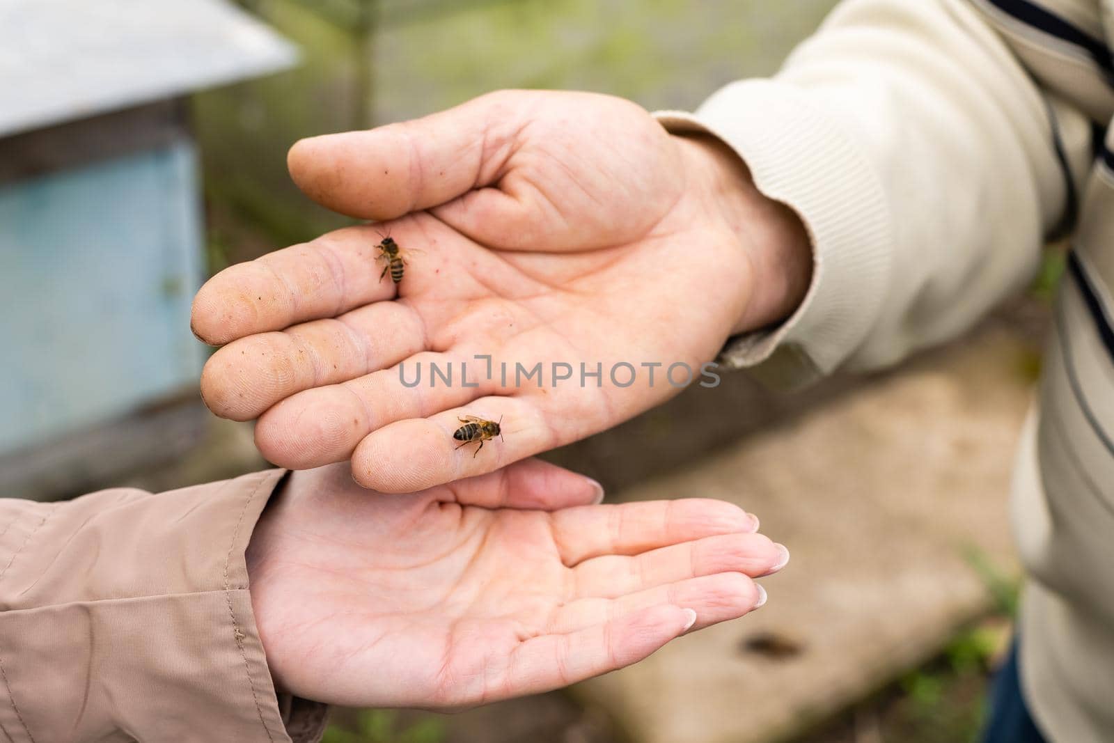 an elderly man holding a bee, control situation in bee colony