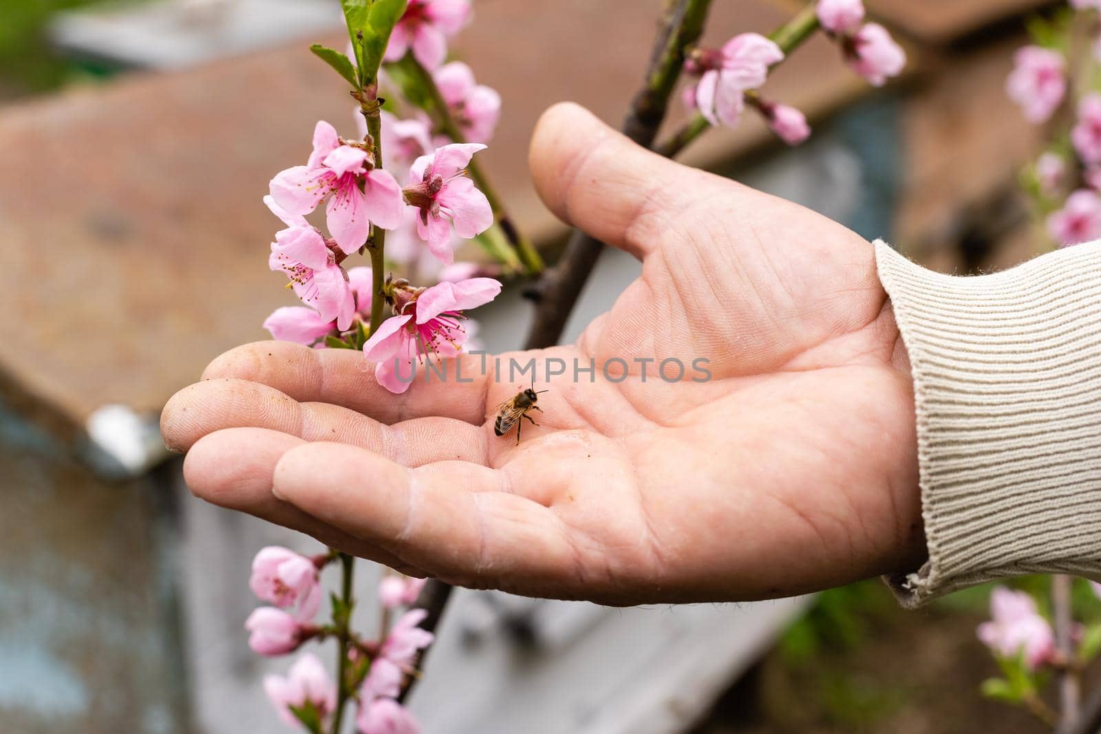 bee lies on a large male palm. Close-up by Andelov13