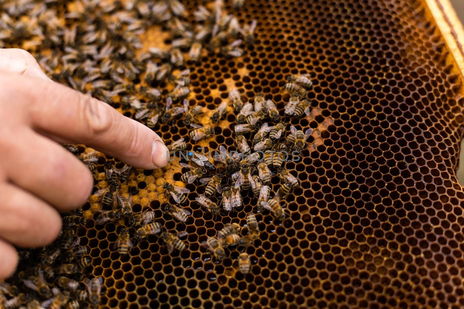 An elderly beekeeper examines the frames with bees near the hives.