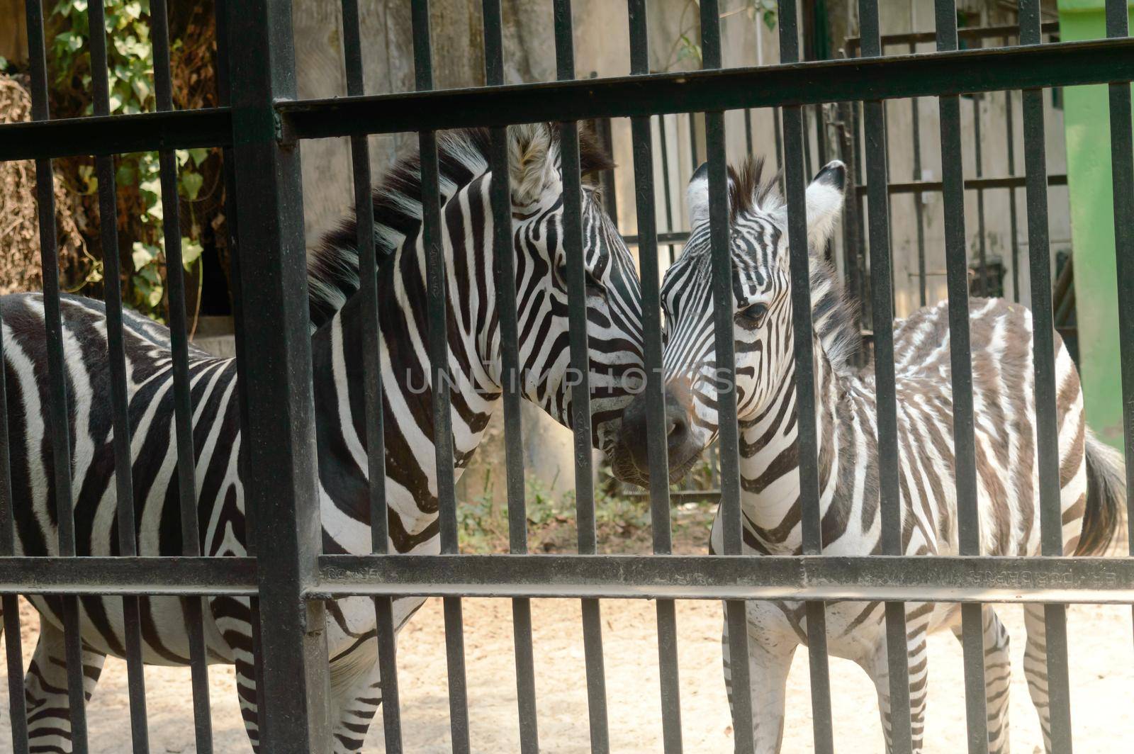Animals in captivity. White stripes zebra inside the cage in Alipur Zoological Garden, Kolkata, West Bengal, India South Asia.