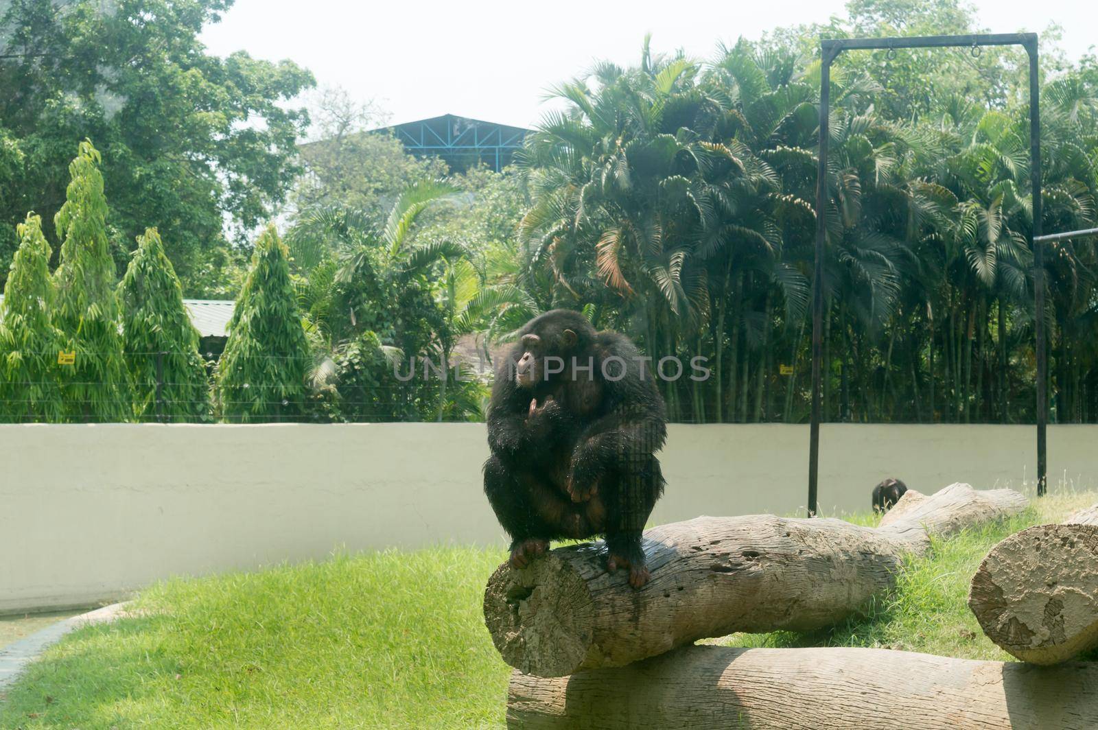 The wild chimpanzee (Pan troglodytes) Babu chimp, endangered species of great ape sitting on a Tree trunk at Alipur Zoological Garden, Kolkata, West Bengal, India South Asia