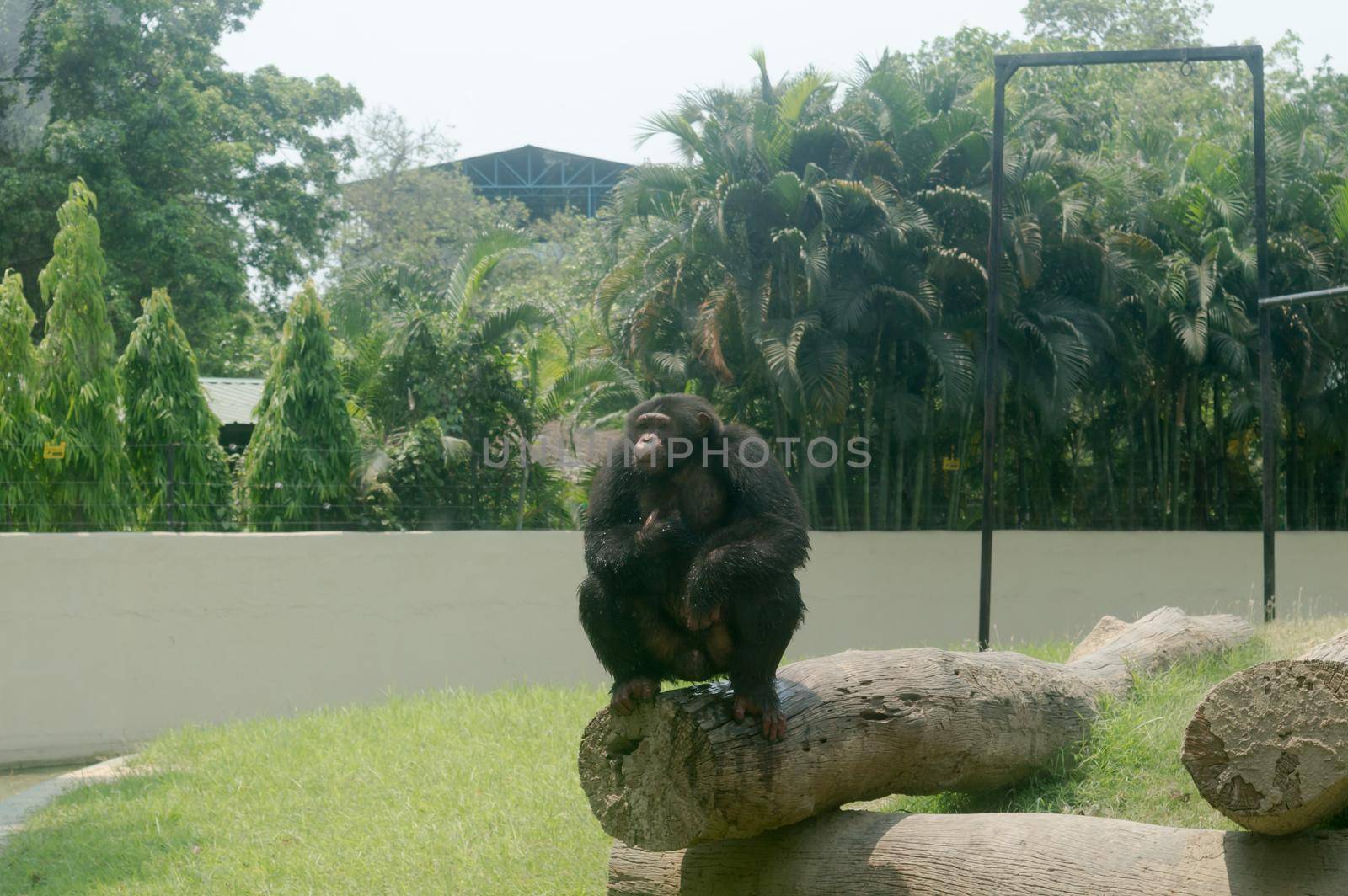 The wild chimpanzee (Pan troglodytes) Babu chimp, endangered species of great ape sitting on a Tree trunk at Alipur Zoological Garden, Kolkata, West Bengal, India South Asia