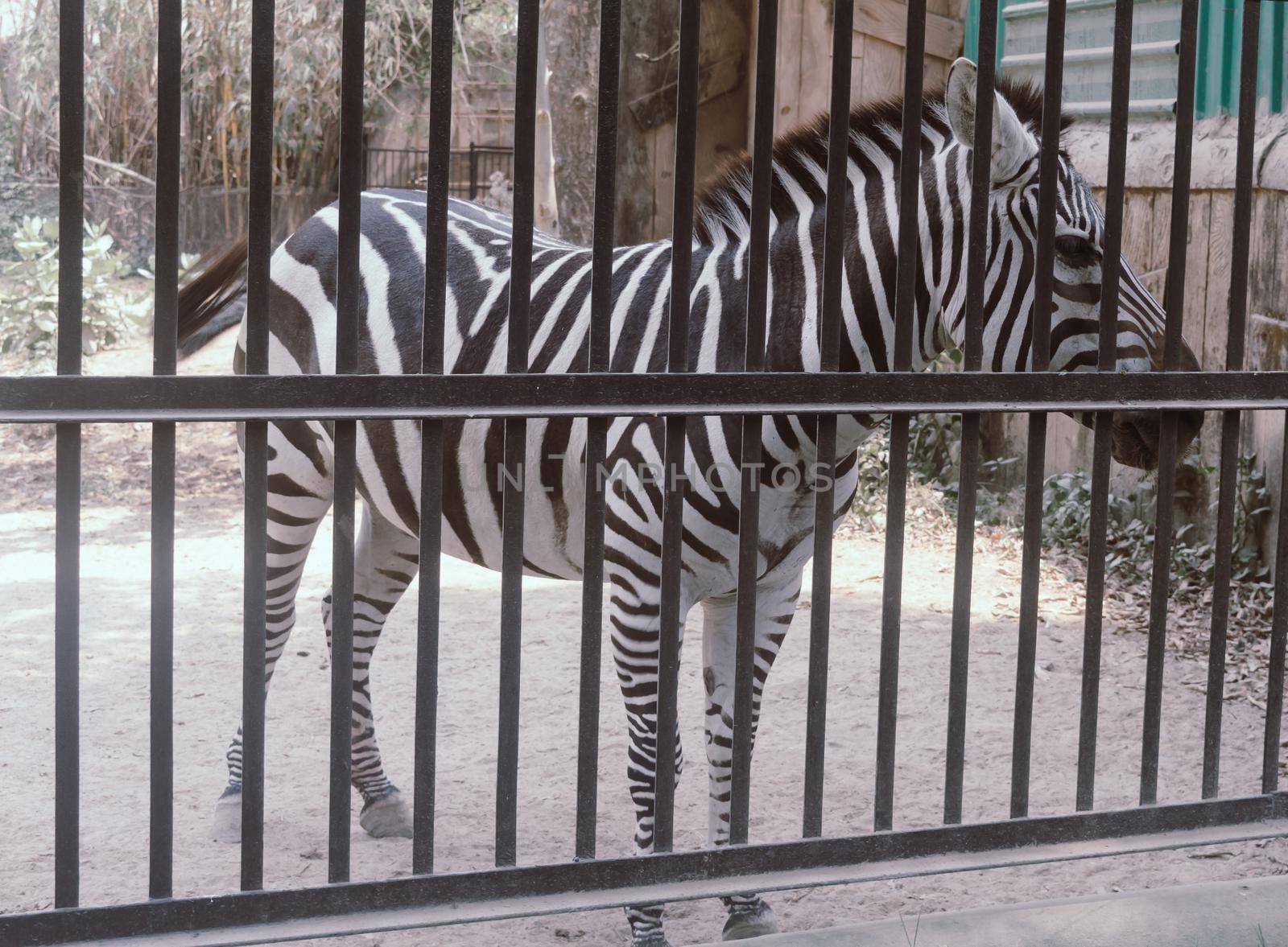 Animals in captivity. White stripes zebra waiting for visitors inside the cage in Alipur Zoological Garden, Kolkata, West Bengal, India South Asia. by sudiptabhowmick