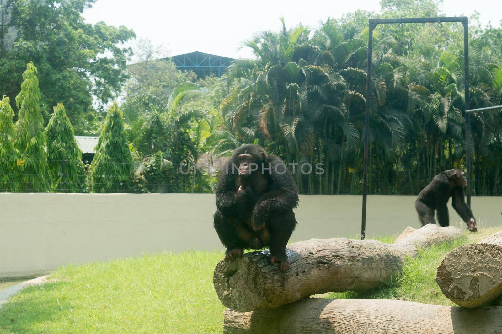 The wild chimpanzee (Pan troglodytes) Babu chimp, endangered species of great ape sitting on a Tree trunk at Alipur Zoological Garden, Kolkata, West Bengal, India South Asia