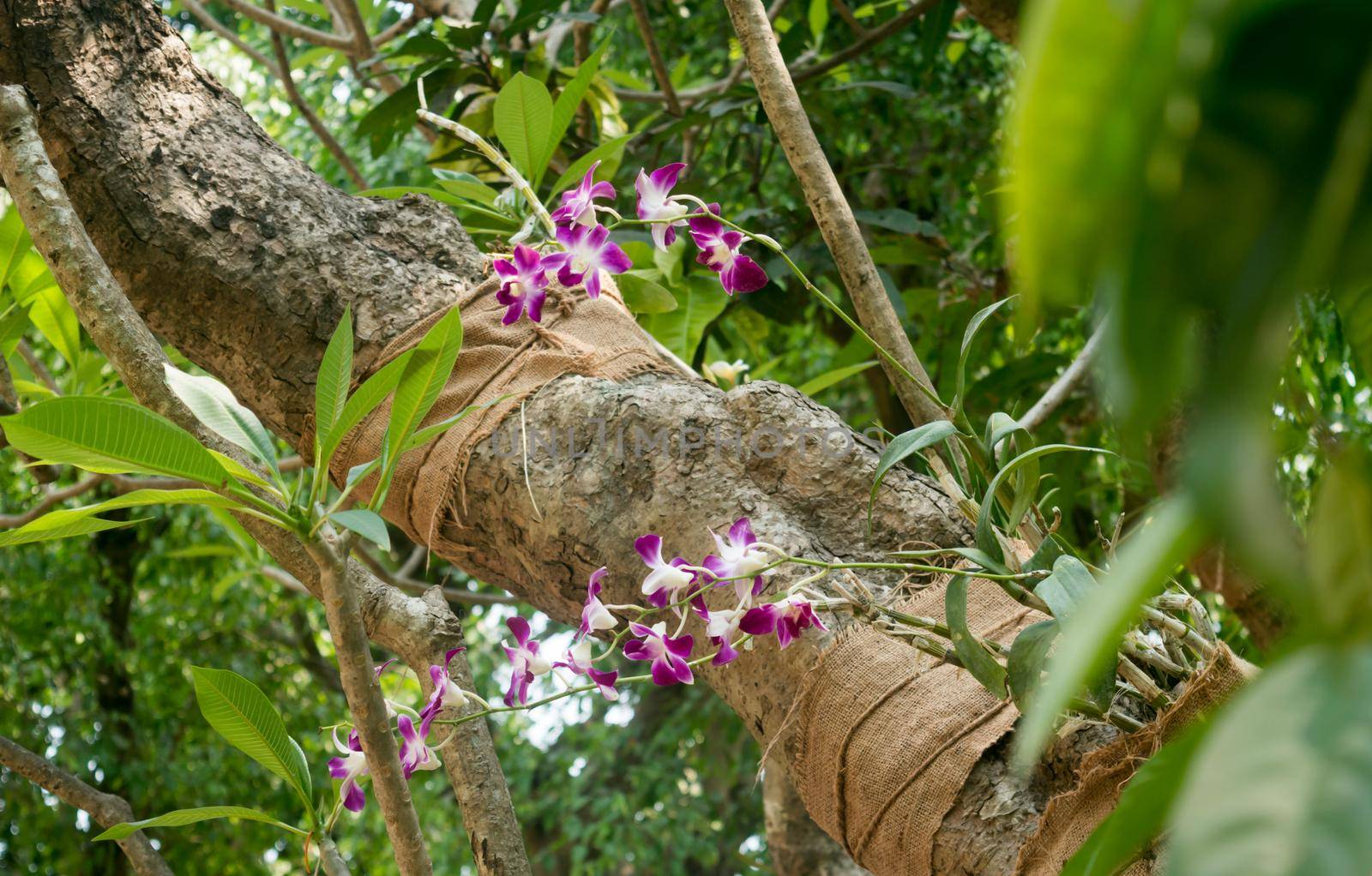 Weeping fig Tree Ficus benjamina, also called weeping fig, benjamin fig or ficus tree. Flower figs on Tree trunk are eaten by birds. Alipur Zoological Garden, Kolkata, West Bengal, India South Asia by sudiptabhowmick