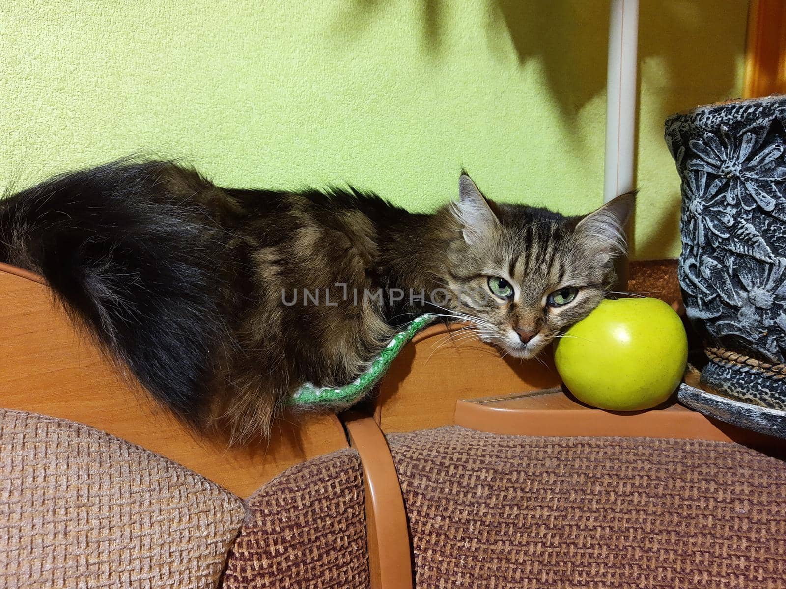 A cat named Kryma lies on a battery near a green apple.