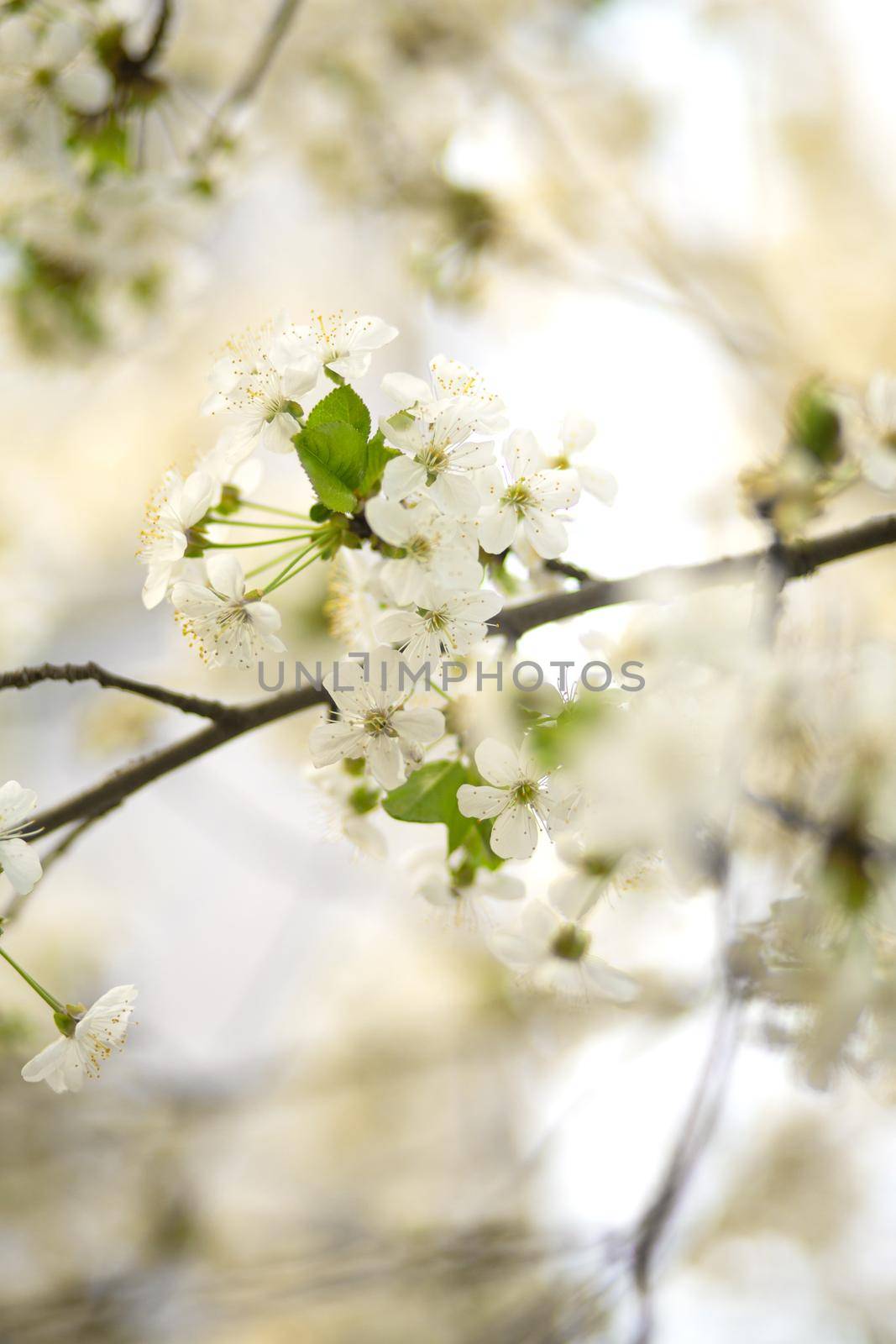 Cherry blossom in spring. White flowers on bloom by Try_my_best
