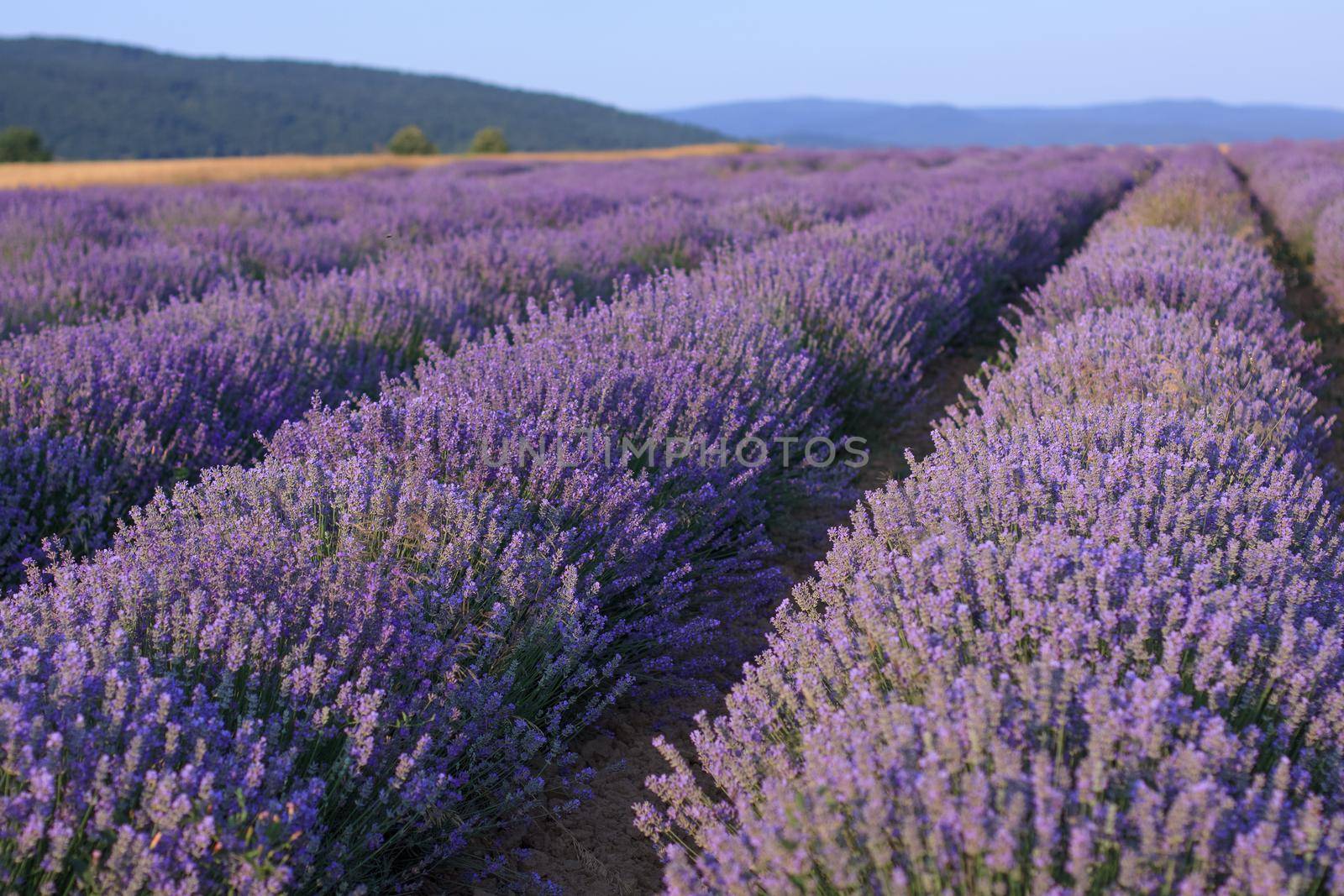 Beautiful landscape with rows of purple lavender bushes and blue sky