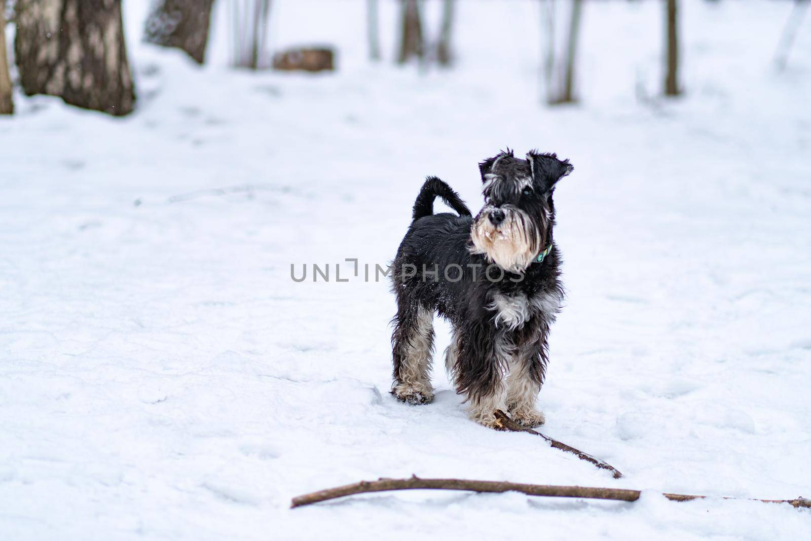 Miniature Schnauzer dog beard snow white, from cute animal from breed and young mammal, black hite. Wooden small lake, coat grass fun