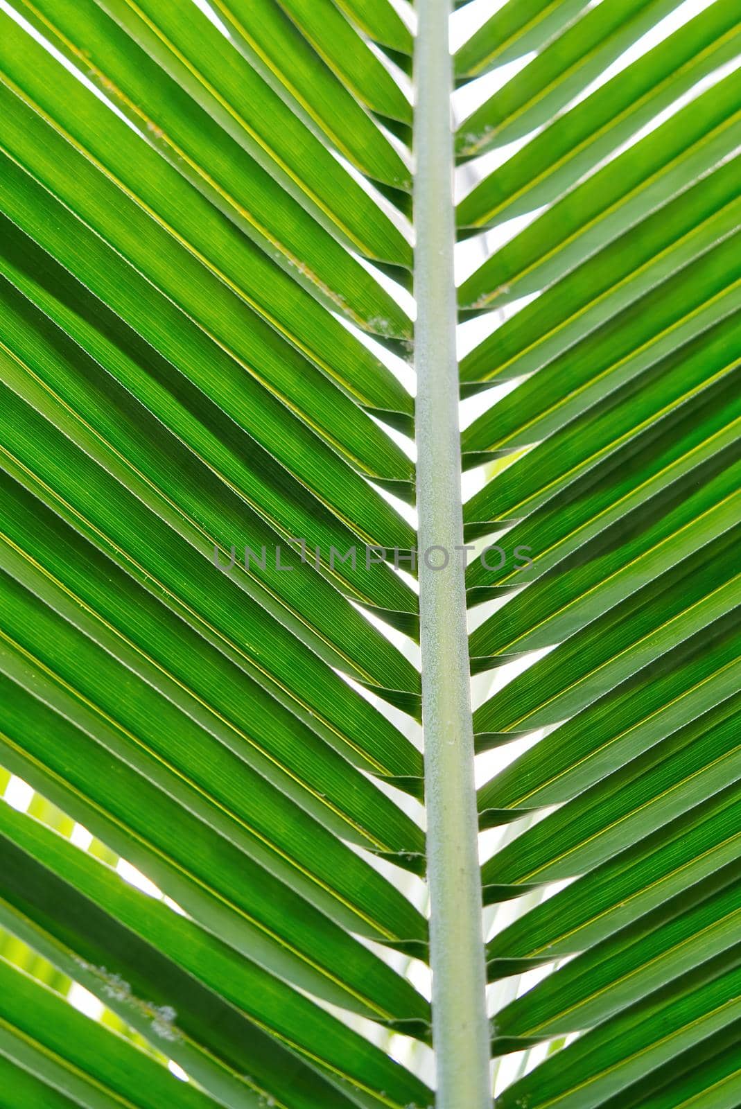 Striped of palm leaf, Abstract tropical green texture background, Vintage tone by PhotoTime