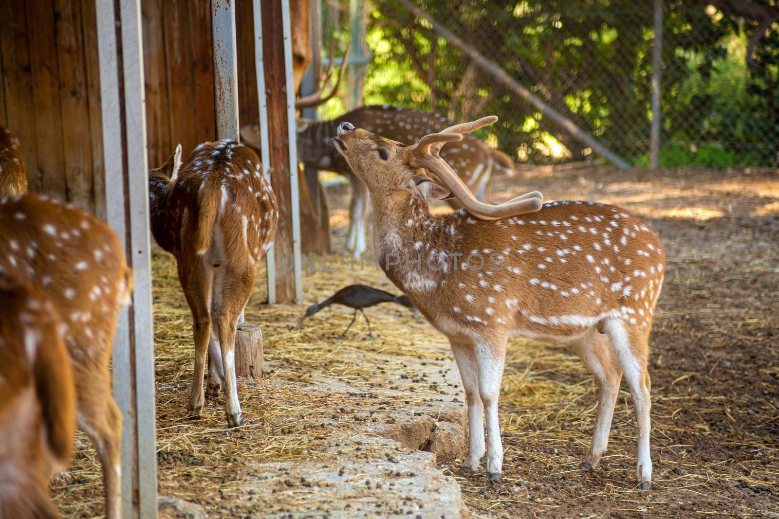 Sika deer, animals walk in the zoo by Try_my_best