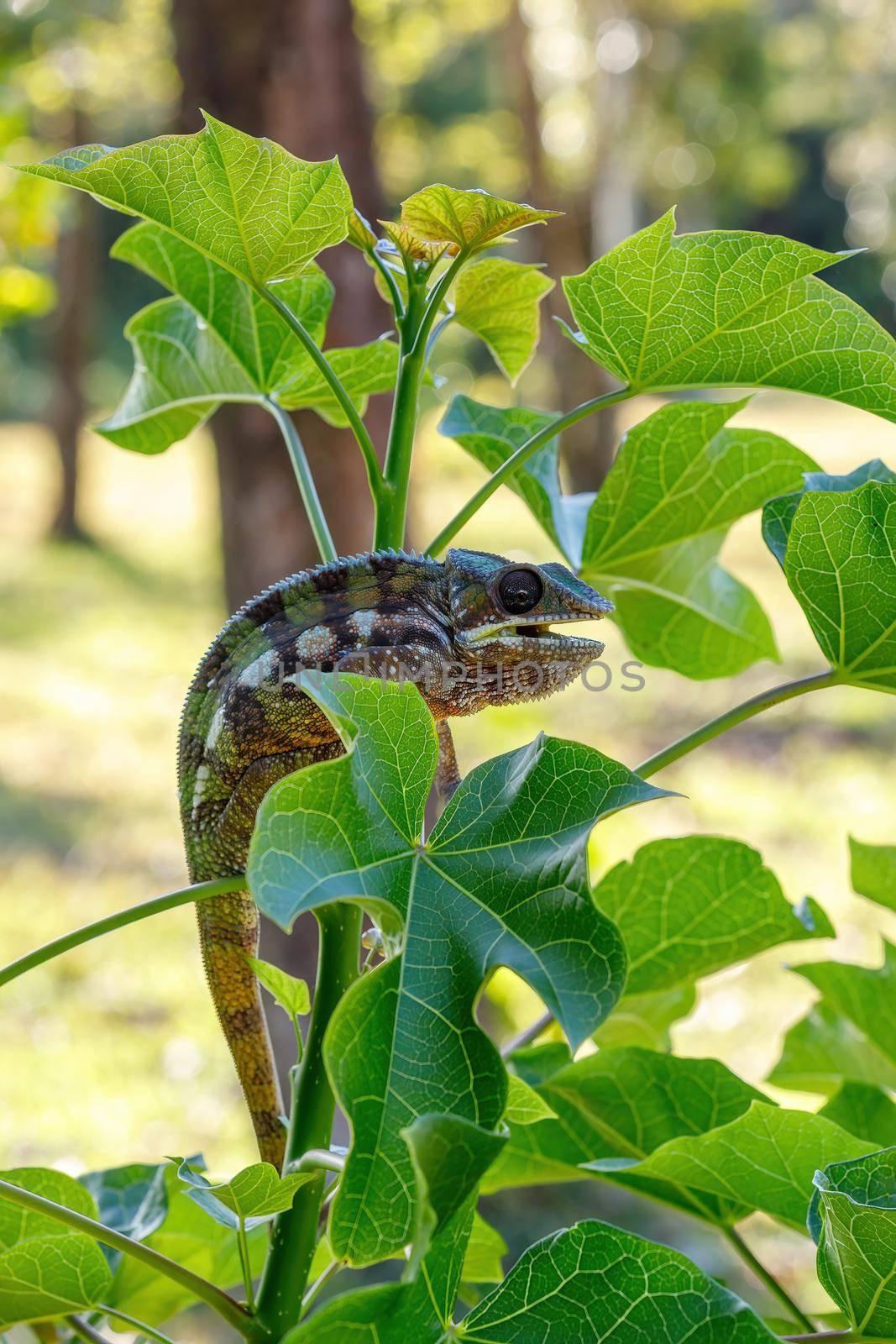Panther chameleon, Furcifer pardalis, Masoala Madagascar by artush