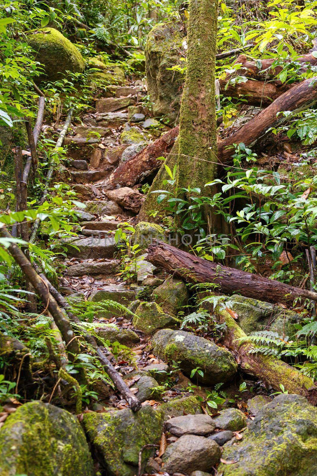 Rainforest jungle of the Masoala National Park in Madagascar, stone stairs in woodland, Africa Madagascar wilderness