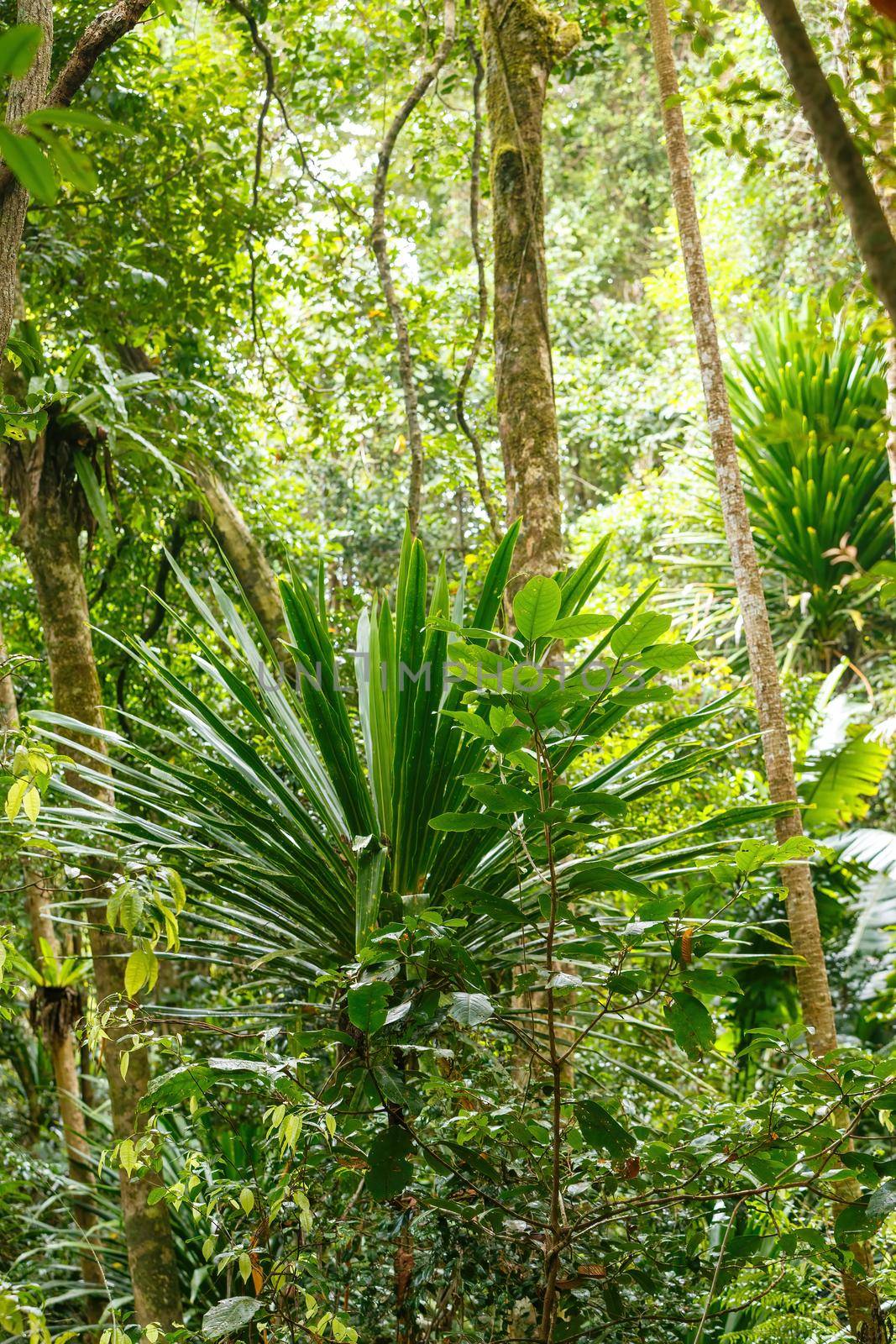 rainforest in Masoala national park, Madagascar by artush