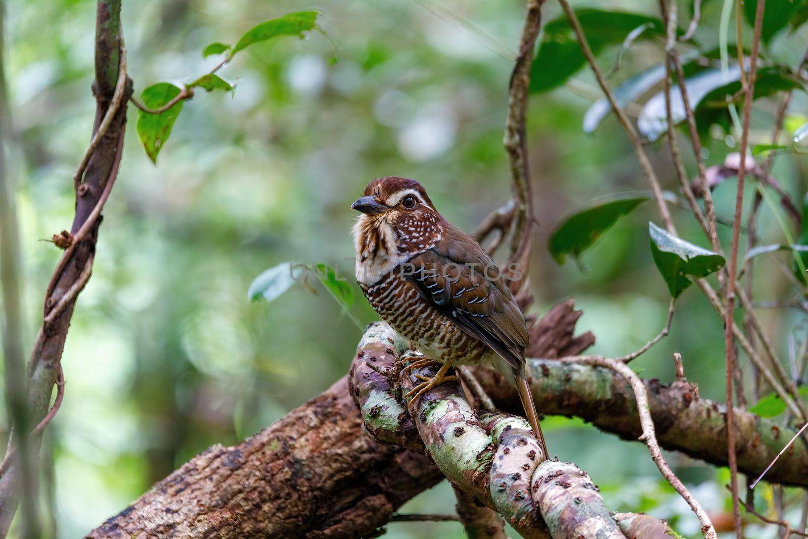 Short-legged Ground-Roller, Masoala, Madagascar by artush