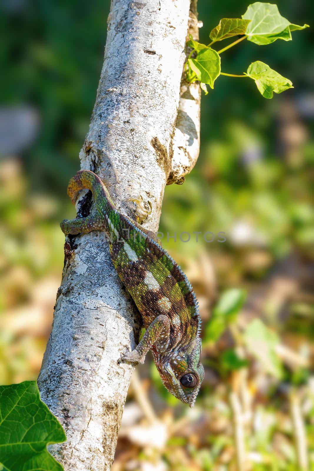 Endemic lizard Panther chameleon (Furcifer pardalis) in rainforest at Masoala, Toamasina Province, Madagascar wildlife.