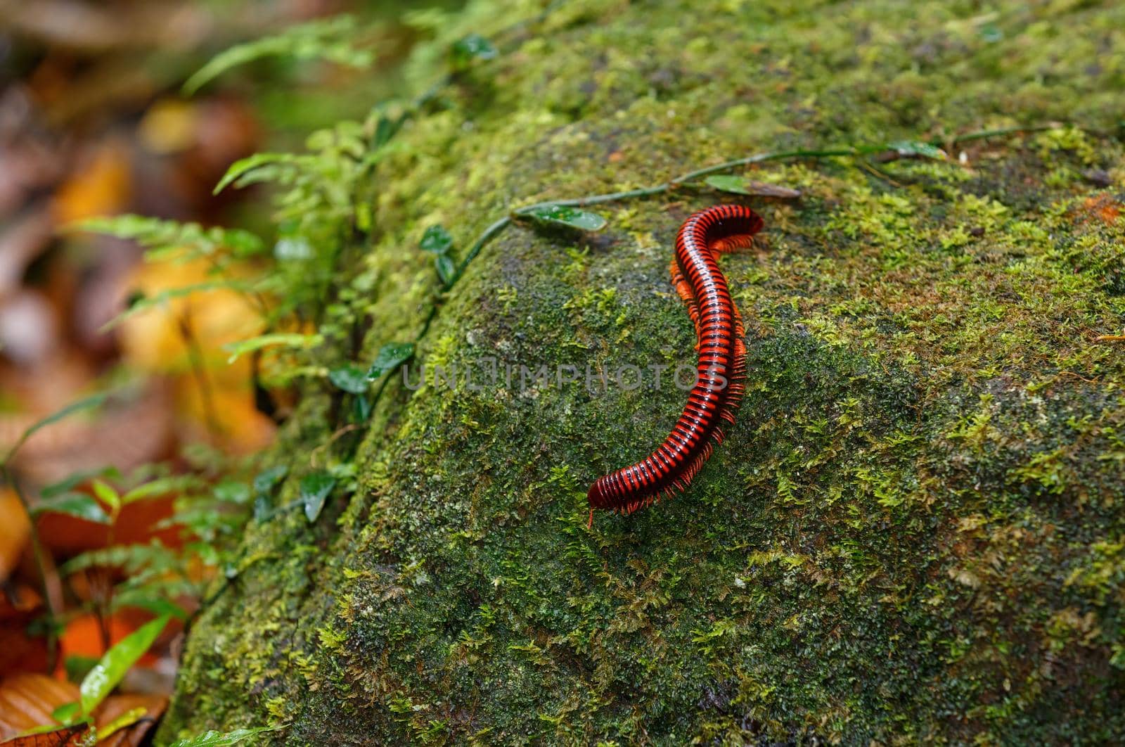 Madagascan Fire Millipede, Masoala Madagascar by artush