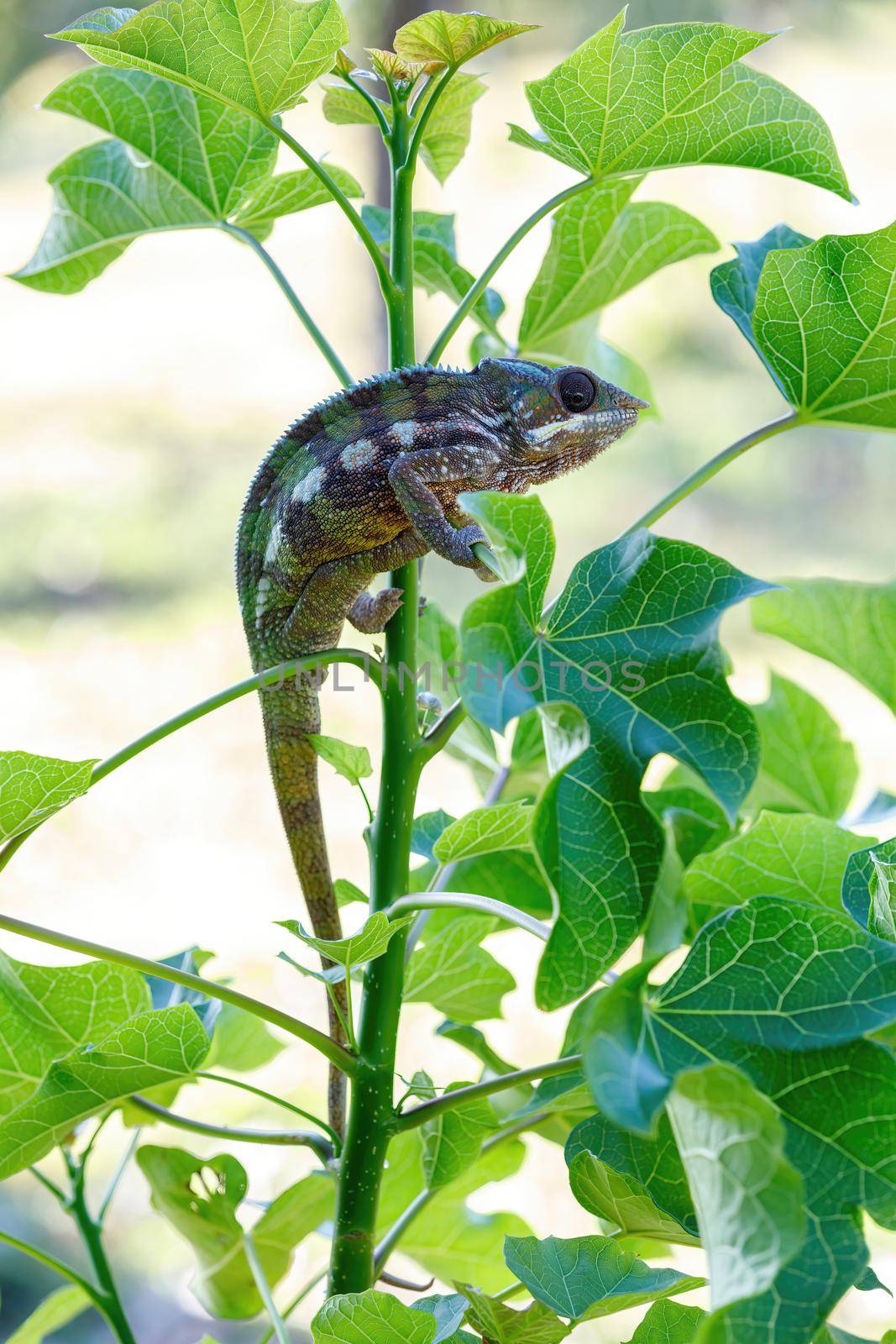 Endemic lizard Panther chameleon (Furcifer pardalis) in rainforest at Masoala, Toamasina Province, Madagascar wildlife.