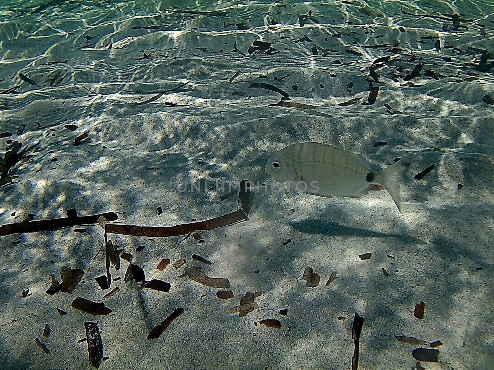 Lonely fish among the white sands of the Mediterranean Sea.Aquatic photography, light, big silver fish. poseidonia seaweed